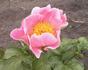 Sugar 'n Spice peony photo