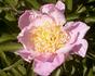 Alice Roberts peony photo