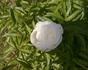 Bowl of Cream peony photo