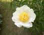 Bu-Te peony photo