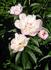 Duchesse d'Orleans peony photo