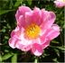 Rei-Kai-Zan peony photo