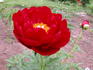 Alexander Woollcott peony photo