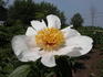 Archangel peony photo