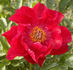 Bravura peony photo