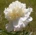 Bridal Gown peony photo
