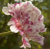 Candy Stripe peony photo