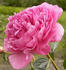 Emma Klehm peony photo