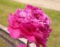 Glory Hallelujah peony photo