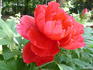 Taiyo peony photo