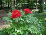 Taiyo peony photo