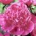 Best Man peony photo