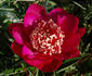Barrington Belle peony photo