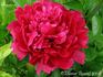 Chippewa peony photo