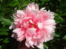 Bess Bockstoce peony photo