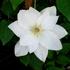 Mrs. George Jackman clematis photo