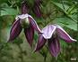 C. koreana 'Brunette' clematis photo