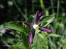 Aromatica clematis photo