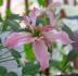 Broughton Star clematis photo