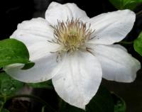 C. 'Mrs. George Jackman' clematis photo