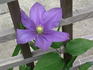 Fuji-musume clematis photo
