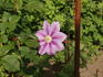 Barbara Jackman clematis photo