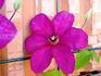 Kardinal Wyszynski clematis photo
