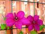 Kardinal Wyszynski clematis photo