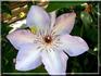 Ivan Olsson clematis photo