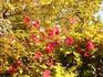 Viticella 'Carmencita' clematis photo