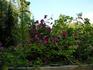 Carmencita clematis photo