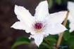 Snow Queen clematis photo