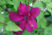 Kardinal Wyszynski clematis photo