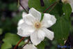 Mrs. George Jackman clematis photo