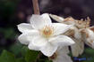 Mrs. George Jackman clematis photo