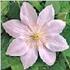Candida clematis photo