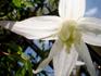 Broughton Bride clematis photo