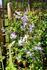 C. viticella 'Prince Charles' clematis photo