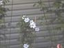 Snow Queen clematis photo