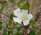 Sylvia Denny clematis photo