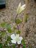 Sylvia Denny clematis photo