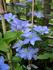 Fuji-musume clematis photo