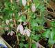 C. cirrhosa 'Lansdowne Gem' clematis photo