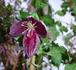 C. cirrhosa 'Lansdowne Gem' clematis photo