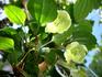 Wisley Cream clematis photo