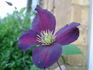 Mikelite clematis photo