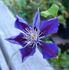Anna Louise clematis photo