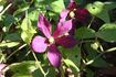 Mikelite clematis photo