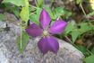 Mikelite clematis photo