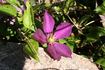 Mikelite clematis photo